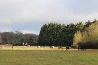 Ecuries de propriétaires et école de voltige